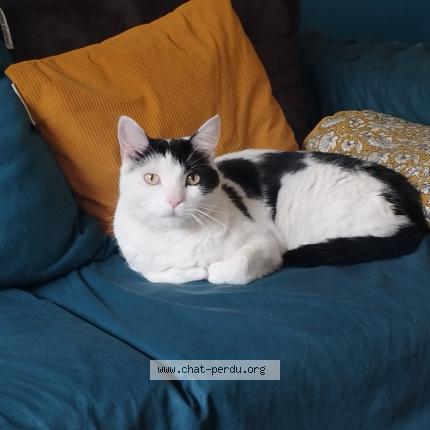 Photo 2/2 Chat retrouvé Perdu à Lyon