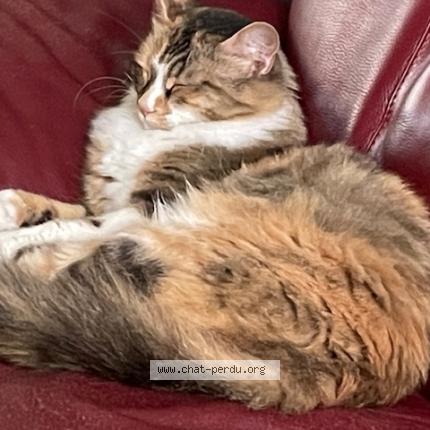 Photo de chat perdu à Echirolles