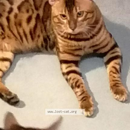 Photo 1/1 Tiggy Chat perdu à London