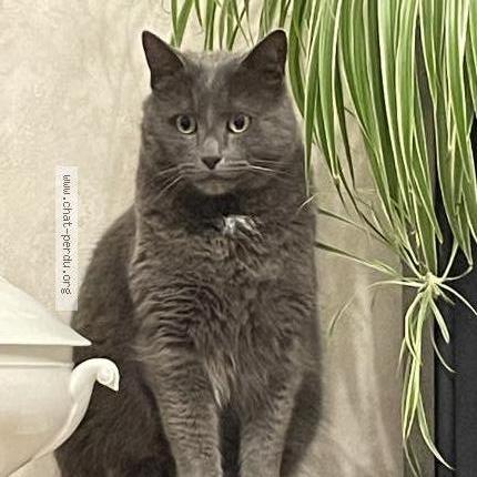 Photo de chat perdu à Thorigny Sur Marne