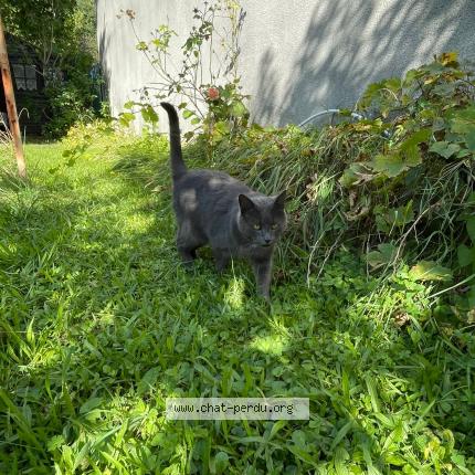 Photo 2/3 Chat retrouvé Perdu à Thorigny Sur Marne