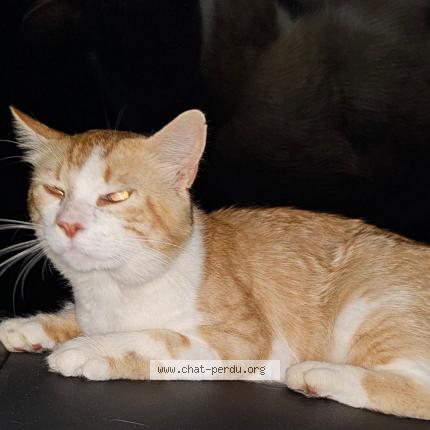 Photo 1/3 Frimousse Chat perdu à Pugaut