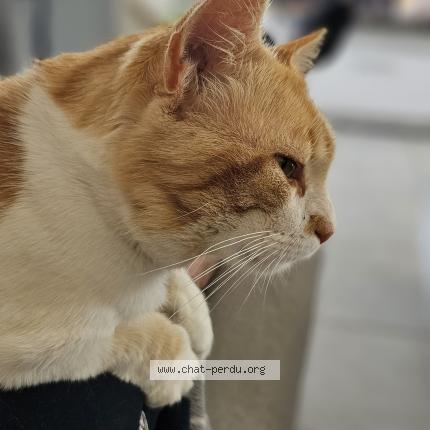 Photo 2/3 Frimousse Chat perdu à Pugaut