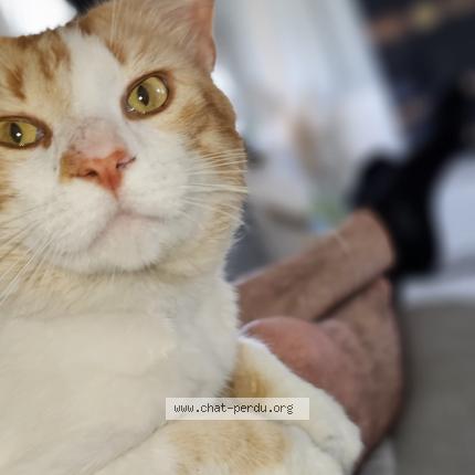 Photo 3/3 Frimousse Chat perdu à Pugaut