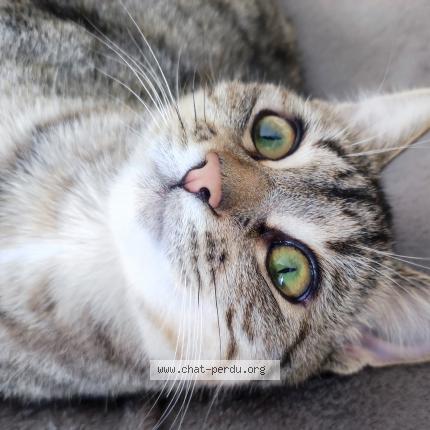 Photo 1/1 Zoé Chat perdu à Visseiche