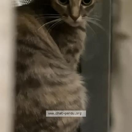 Photo 1/1 Chat retrouvé Perdu à Beziers