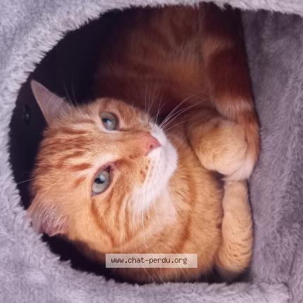 Photo de chat perdu à Toulouse