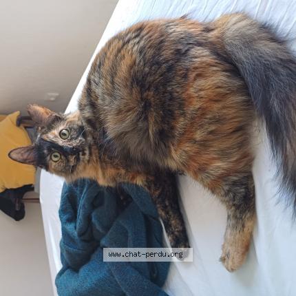 Photo 1/1 Chat retrouvé Perdu à Toulouse