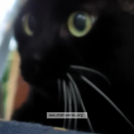 Photo de chat perdu à Castelbouc
