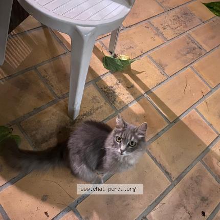 Photo 1/1 Chat retrouvé Trouvé à Saint Cannat