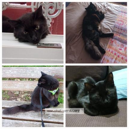 Photo de chat perdu à Lorgues