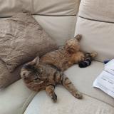 Photo de chat perdu à Neuville Sur Sarthe