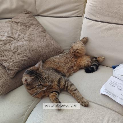 Photo 1/1 Chat retrouvé Perdu à Neuville sur sarthe