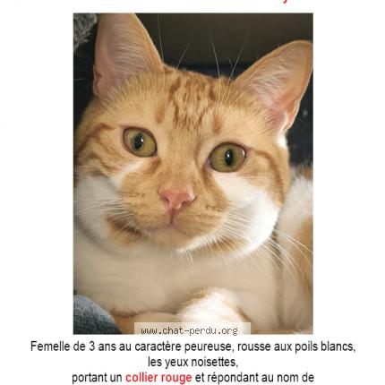 Photo de chat perdu à Massy