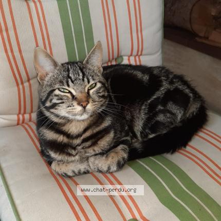 Photo de chat perdu à Les Augiers Chorges