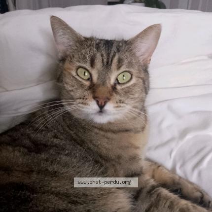 Photo de chat perdu à Bretagne