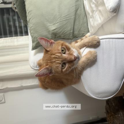 Photo de chat perdu à Distre