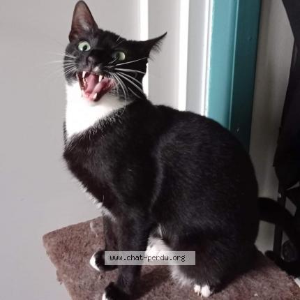 Photo 1/1 Diego Chat perdu à Val de reuil