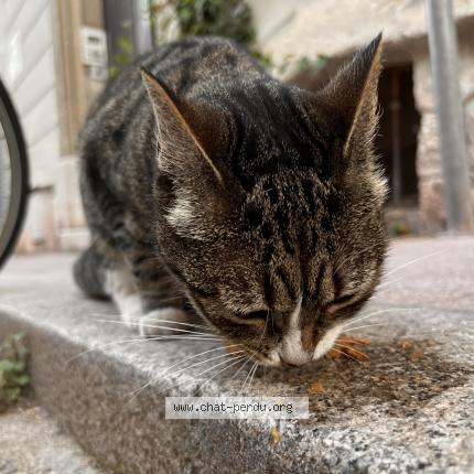 Photo 2/3 Chat retrouvé Trouvé à Montpellier