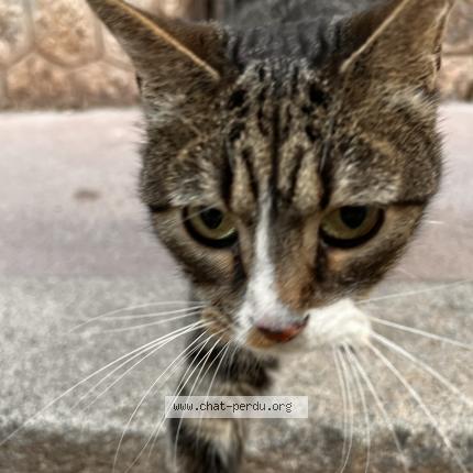 Photo 3/3 Chat retrouvé Trouvé à Montpellier