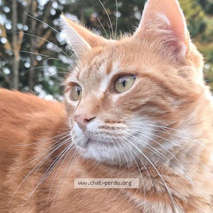 Photo de chat perdu à Fontenay Sur Loing
