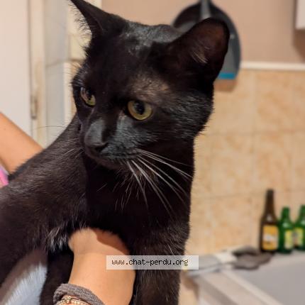Photo de chat trouvé à Laxou