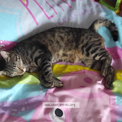 Photo 1/1 Chat retrouvé Perdu à Les neyrolles