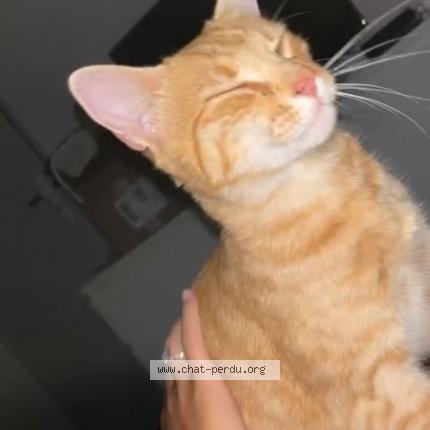 Photo de chat perdu à Vanxains