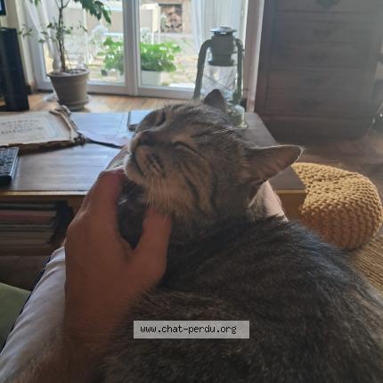 Photo de chat perdu à Dammartin En Goele