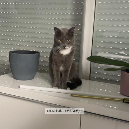 Photo 1/1 Sockette Chat perdu à Mions