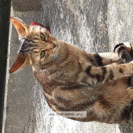 Photo de chat perdu à Saillac