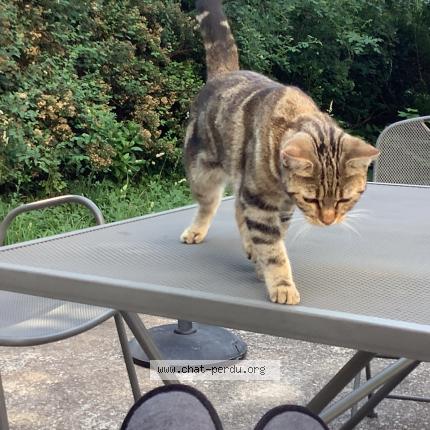 Photo de chat perdu à Draveil