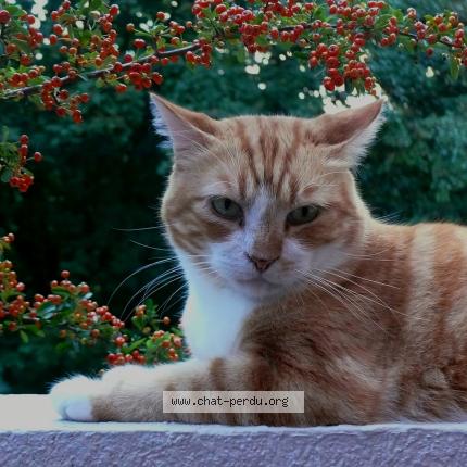 Photo de chat perdu à Massy
