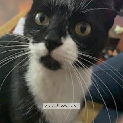 Photo 1/1 Chat retrouvé Perdu à Villejuif