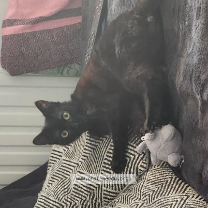 Photo de chat perdu à Saint Nazaire