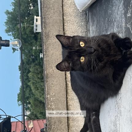 Photo 1/1 Chat retrouvé Perdu à Le Plessis Robinson
