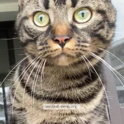 Photo de chat perdu à Nantes
