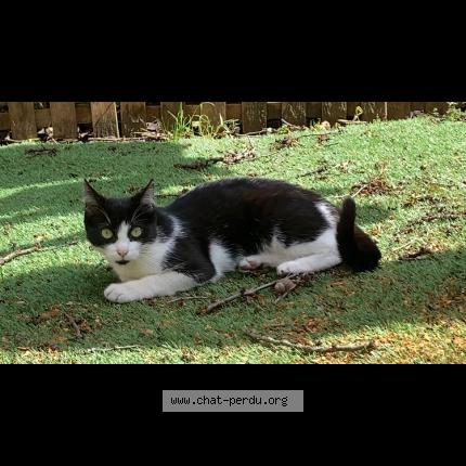 Photo 1/1 Chat retrouvé Perdu à Saint Denis