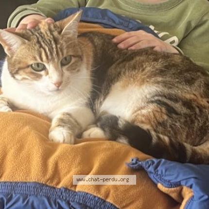 Photo 1/1 MIRZA Chat perdu à Sanary