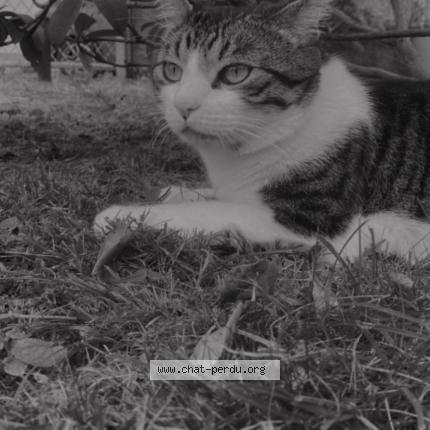 Photo de chat perdu à Pierrefitte Nestalas