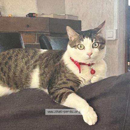 Photo 1/1 Chat retrouvé Perdu à Laval