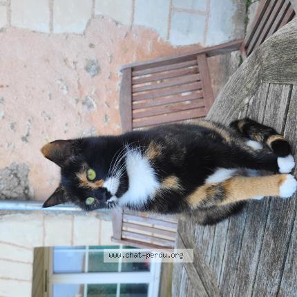 Photo de chat perdu à Villeromain