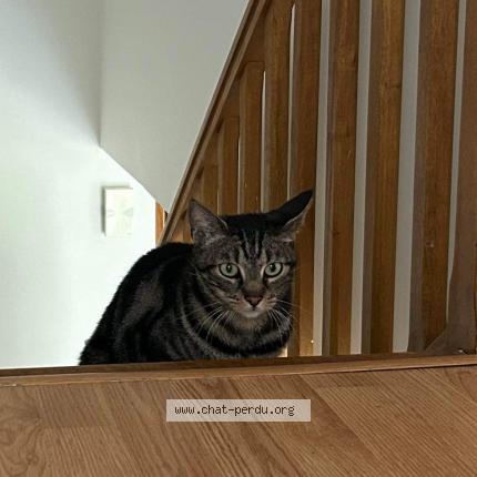Photo de chat perdu à Prinquiau