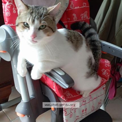 Photo de chat perdu à Habarcq