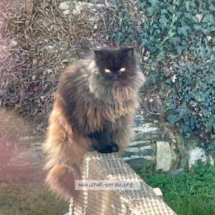 Photo de chat perdu à Les Olonnes