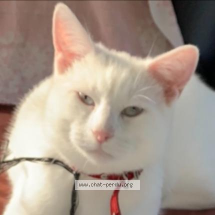 Photo de chat perdu à Saint Georges Des 7 Voies