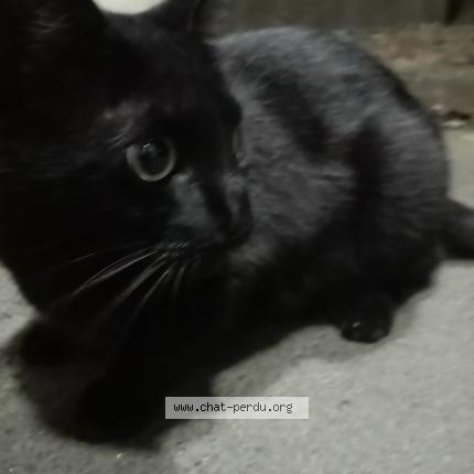 Photo 1/1 Chat retrouvé Trouvé à Tours