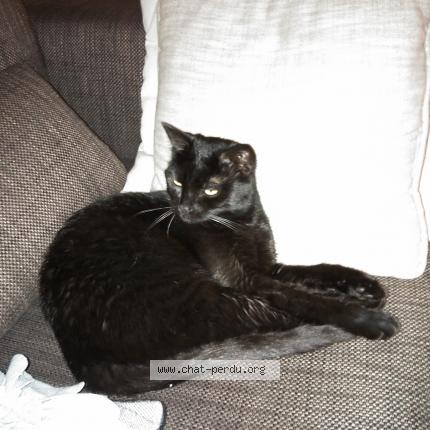 Photo 1/1 Chat retrouvé Perdu à Vimines