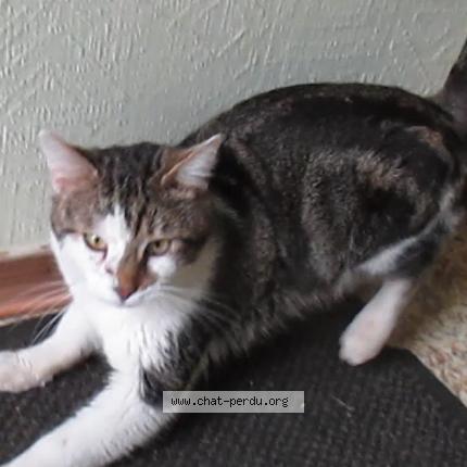 Photo 1/1 MAX Chat perdu à Munster