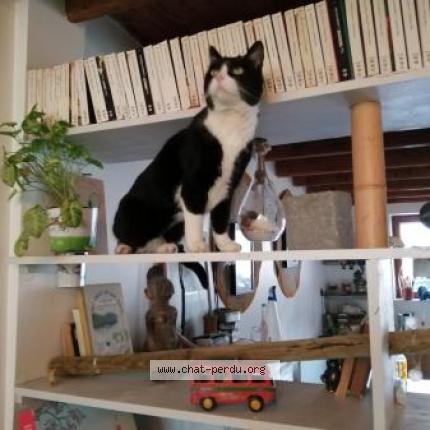 Photo 1/2 INCA Chat perdu à Gardonne nouvelle aquitaine